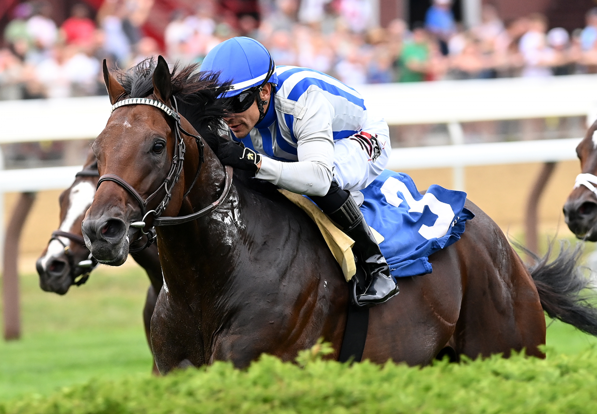 Stars And Strides (American Pharoah) Wins Saranac