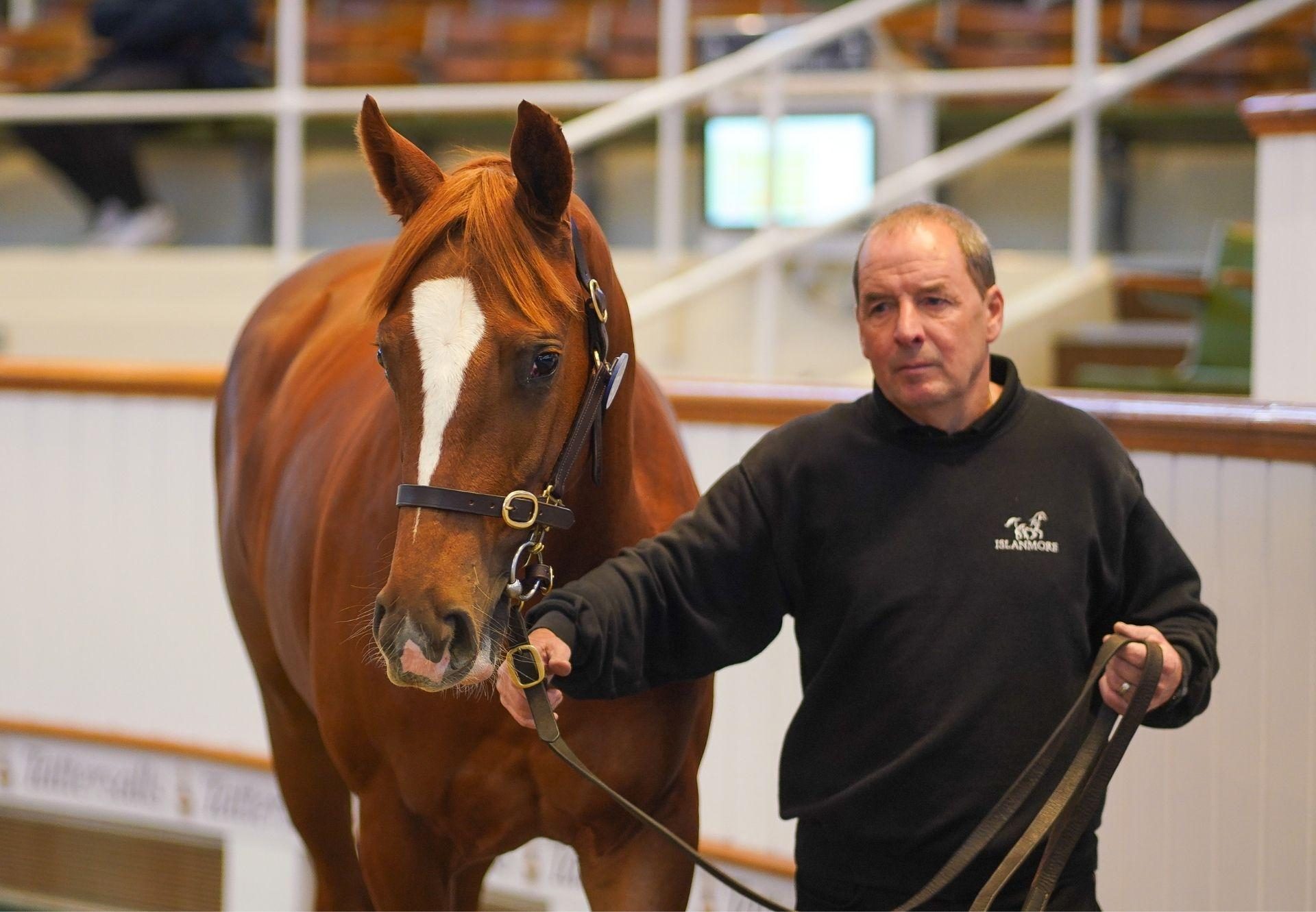 Starspangledbanner X Love Potion Filly Tattersalls Book 2