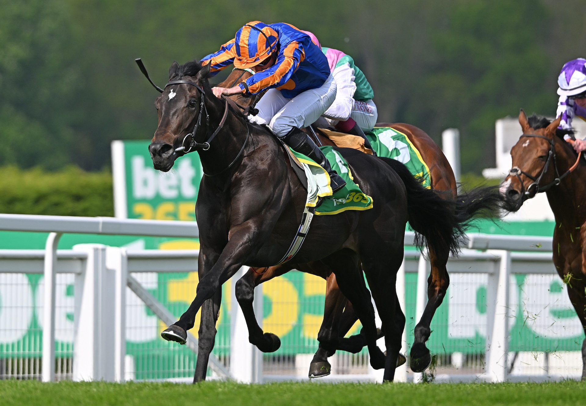 Swagman (Wootton Bassett) Wins The Group 3 Bet365 Classic Trial At Sandown