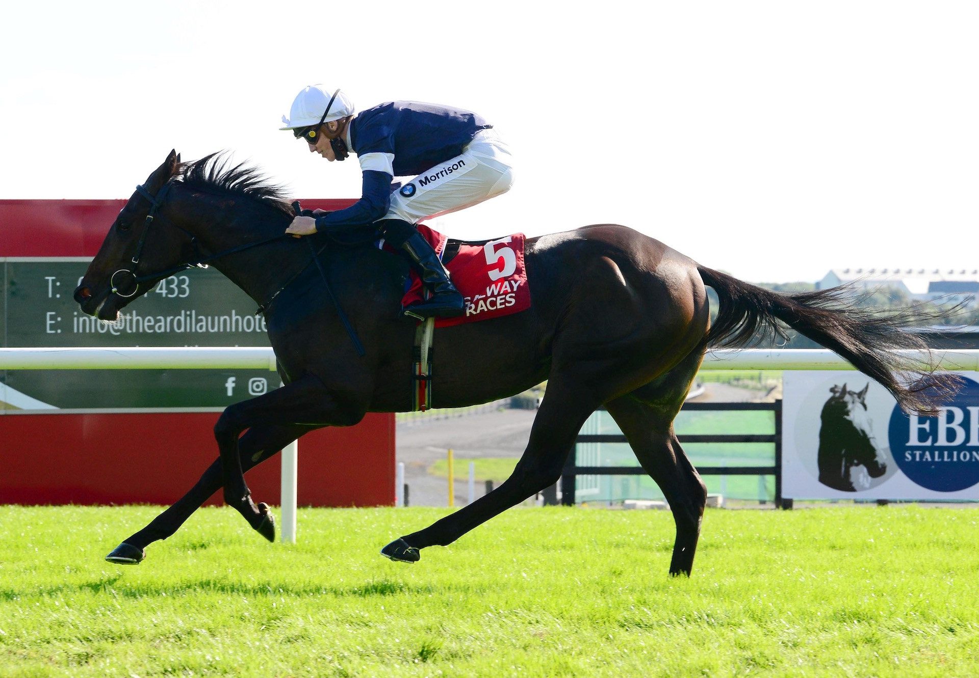 Swan Bay (Australia) Impresses At Galway