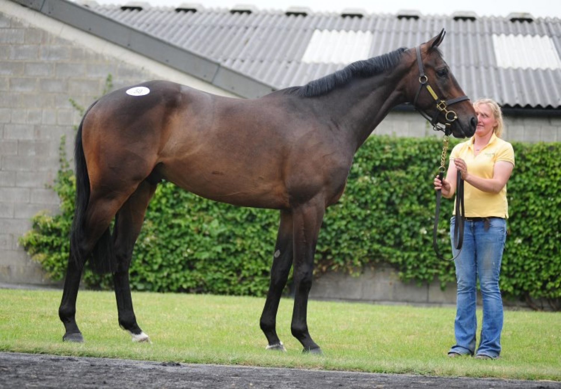 Yeats ex Stony View gelding conformation shot