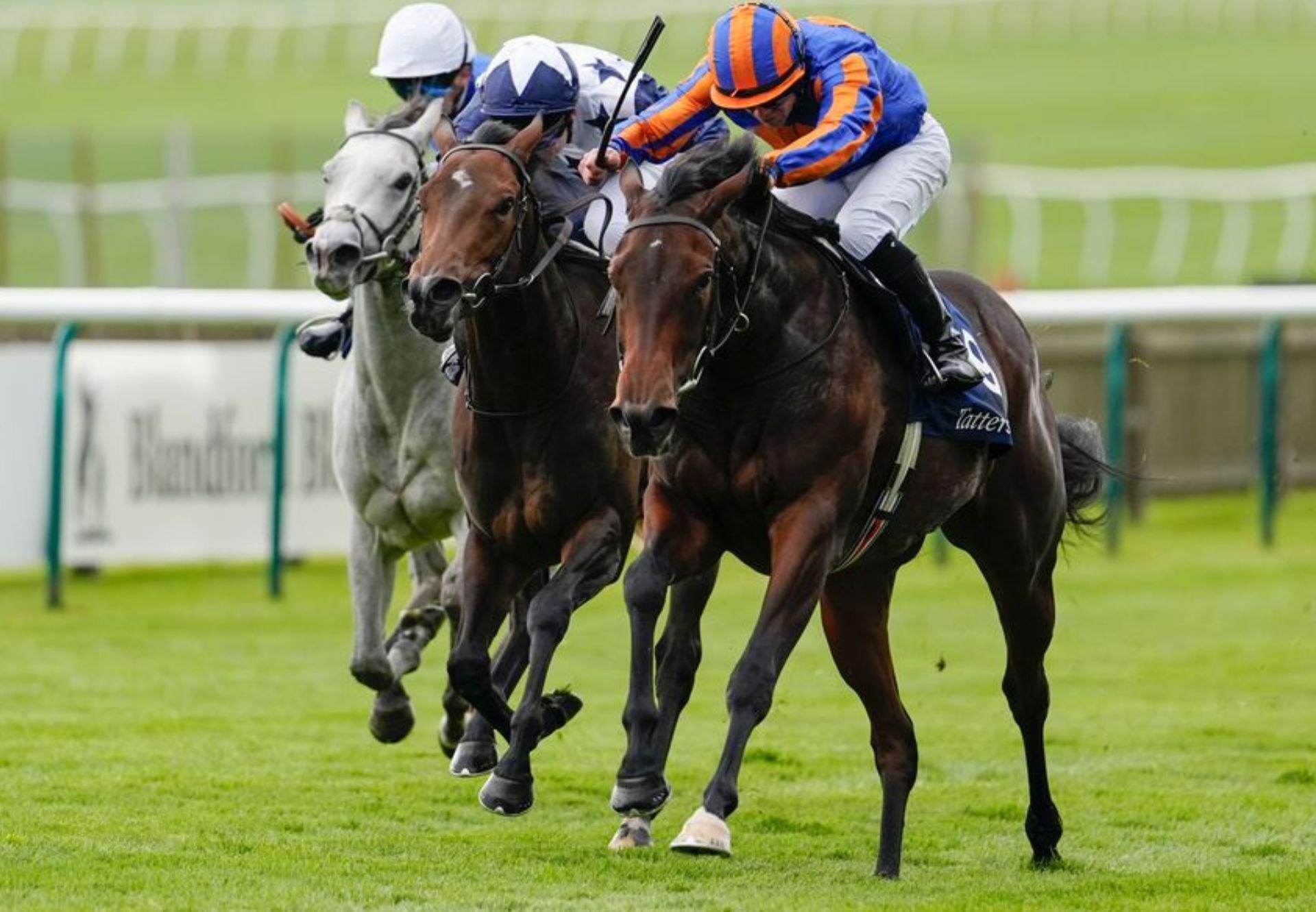 True Love No Nay Never Newmarket