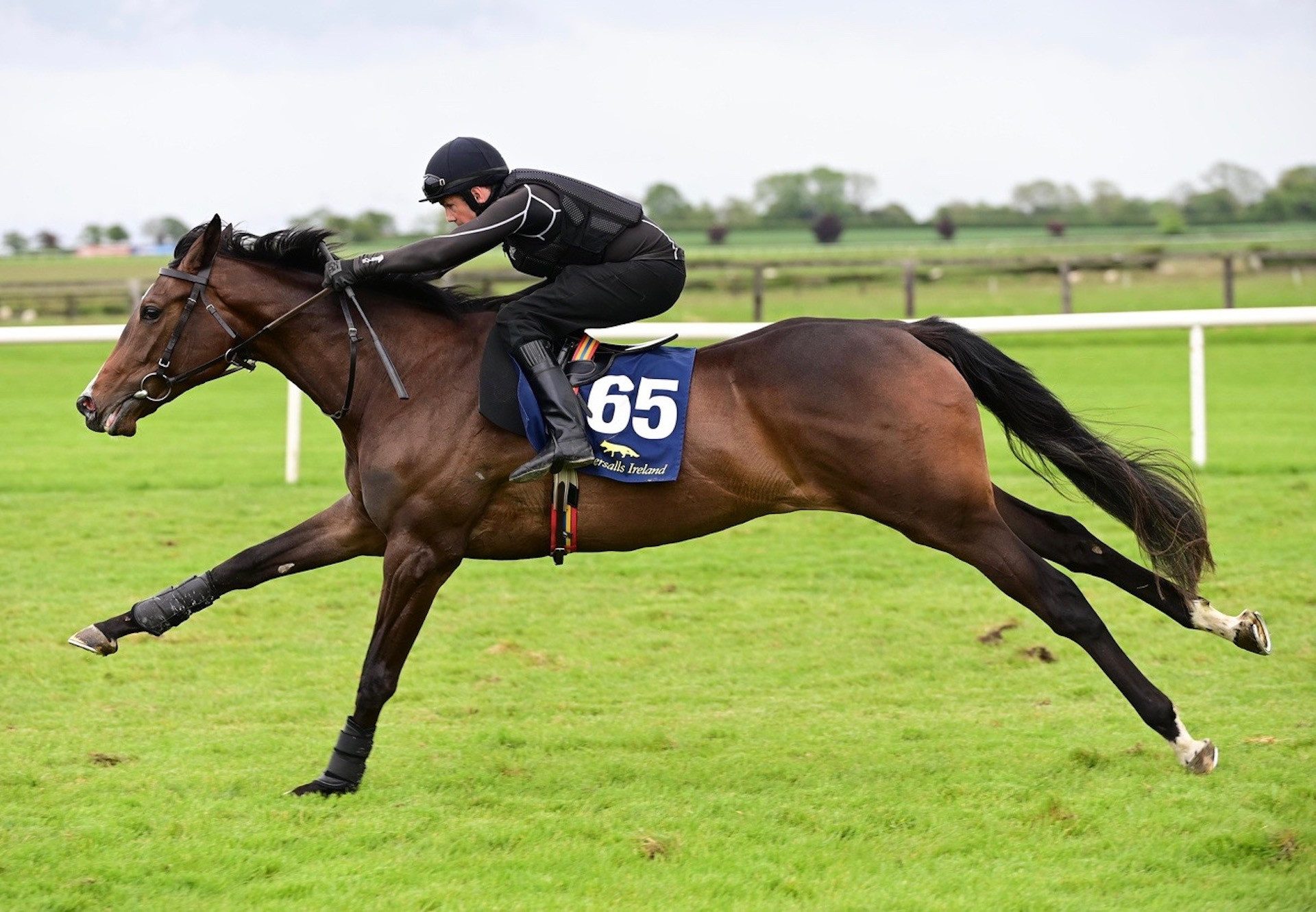 U S Navy Flag Filly X Sapore Di Roma breezing at the Goresbridge Breeze-Up Sale
