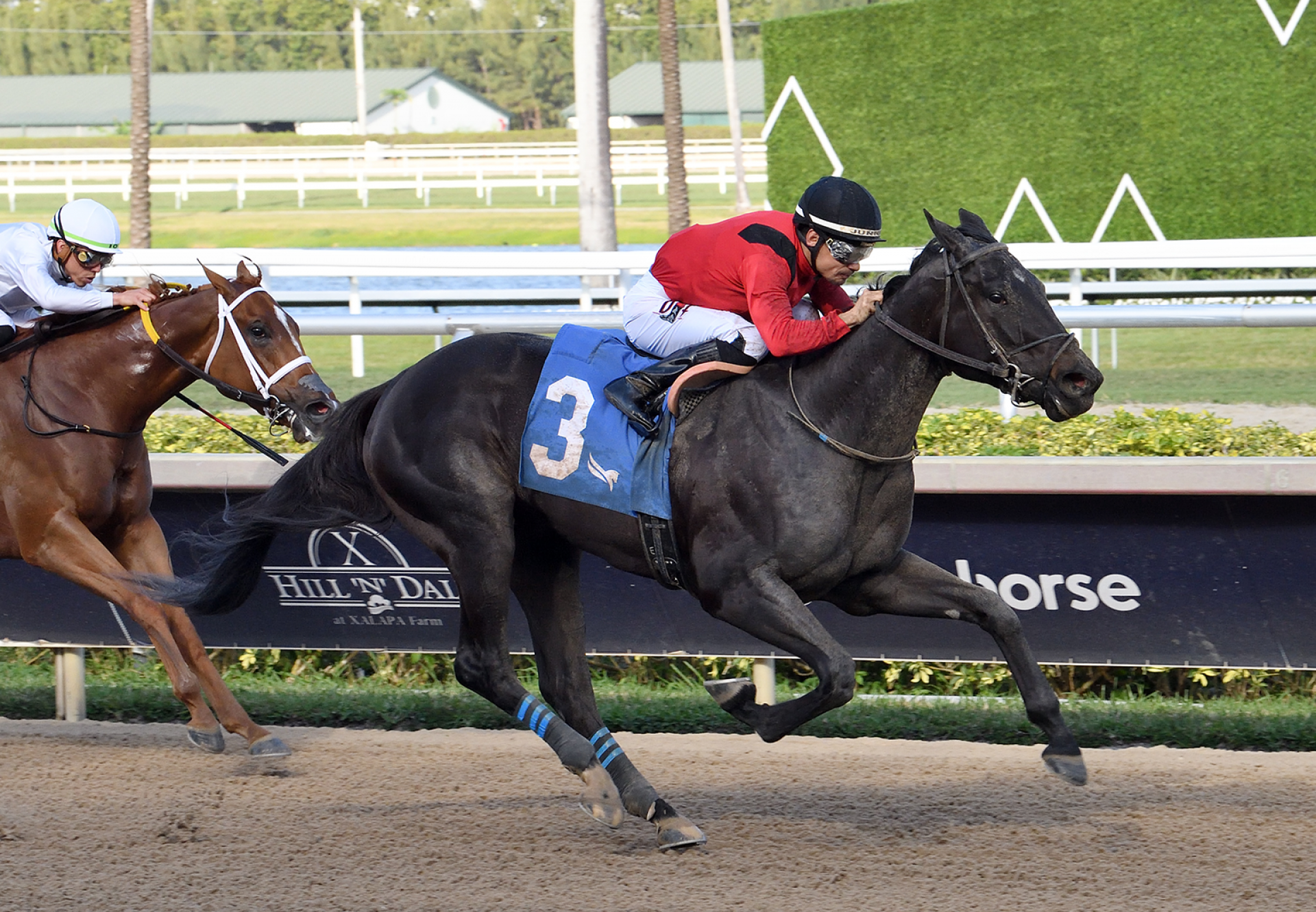 Unchained Elaine (American Pharoah) Wins Any Limit