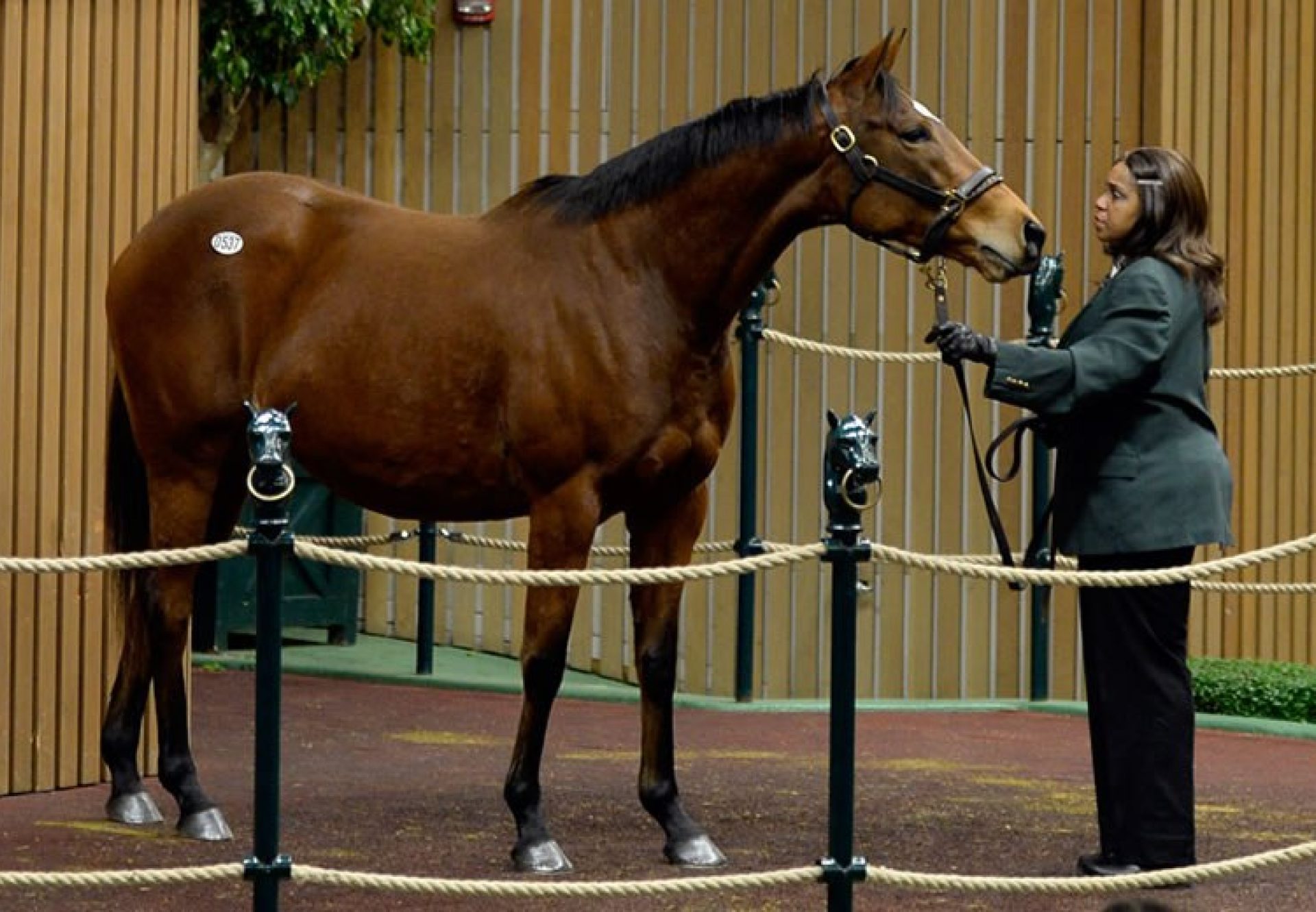 Up (Galileo) selling for $2.2 million at the Keeneland January Horses of All Ages Sale