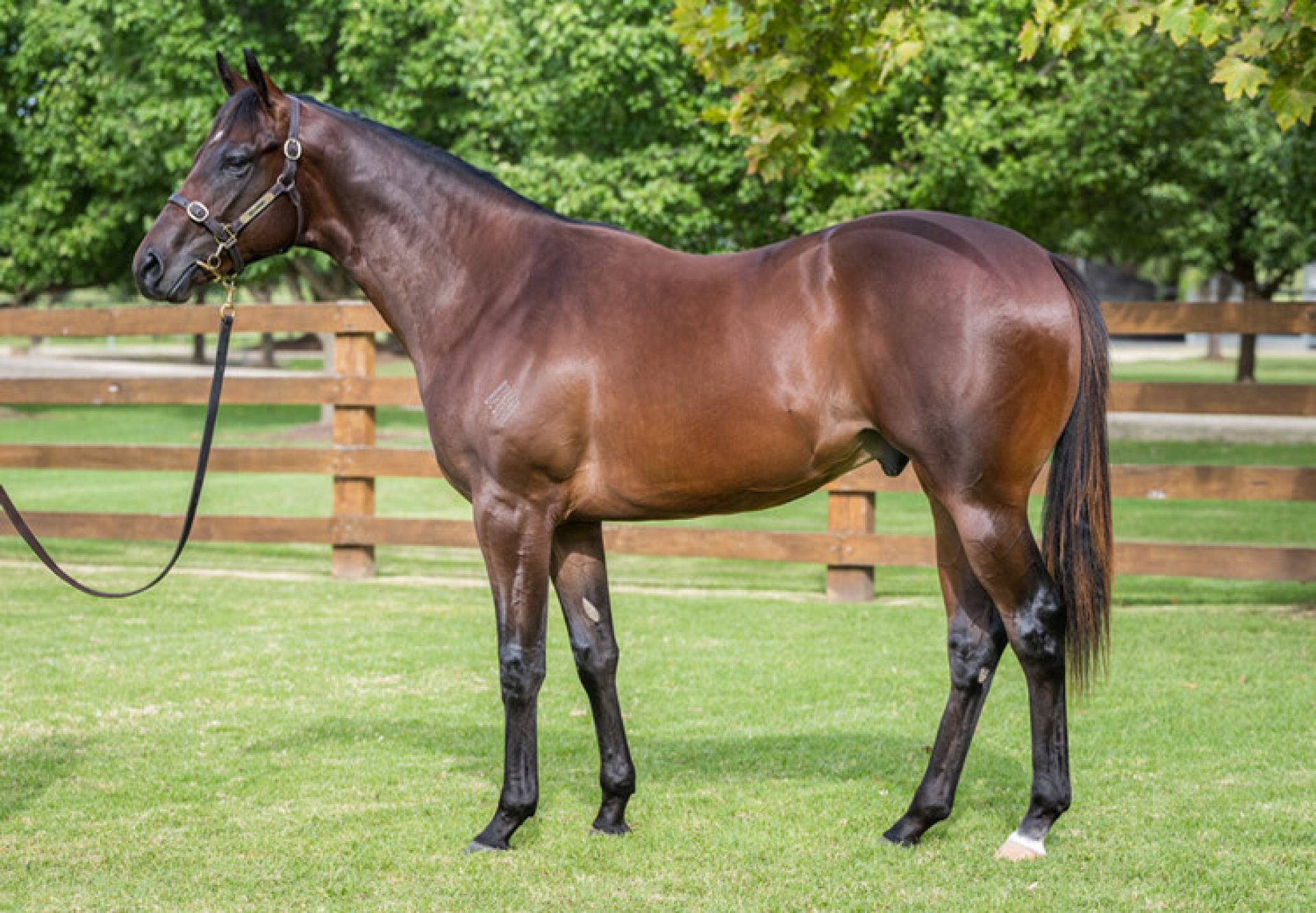 Wb X Egyptian Miss 750