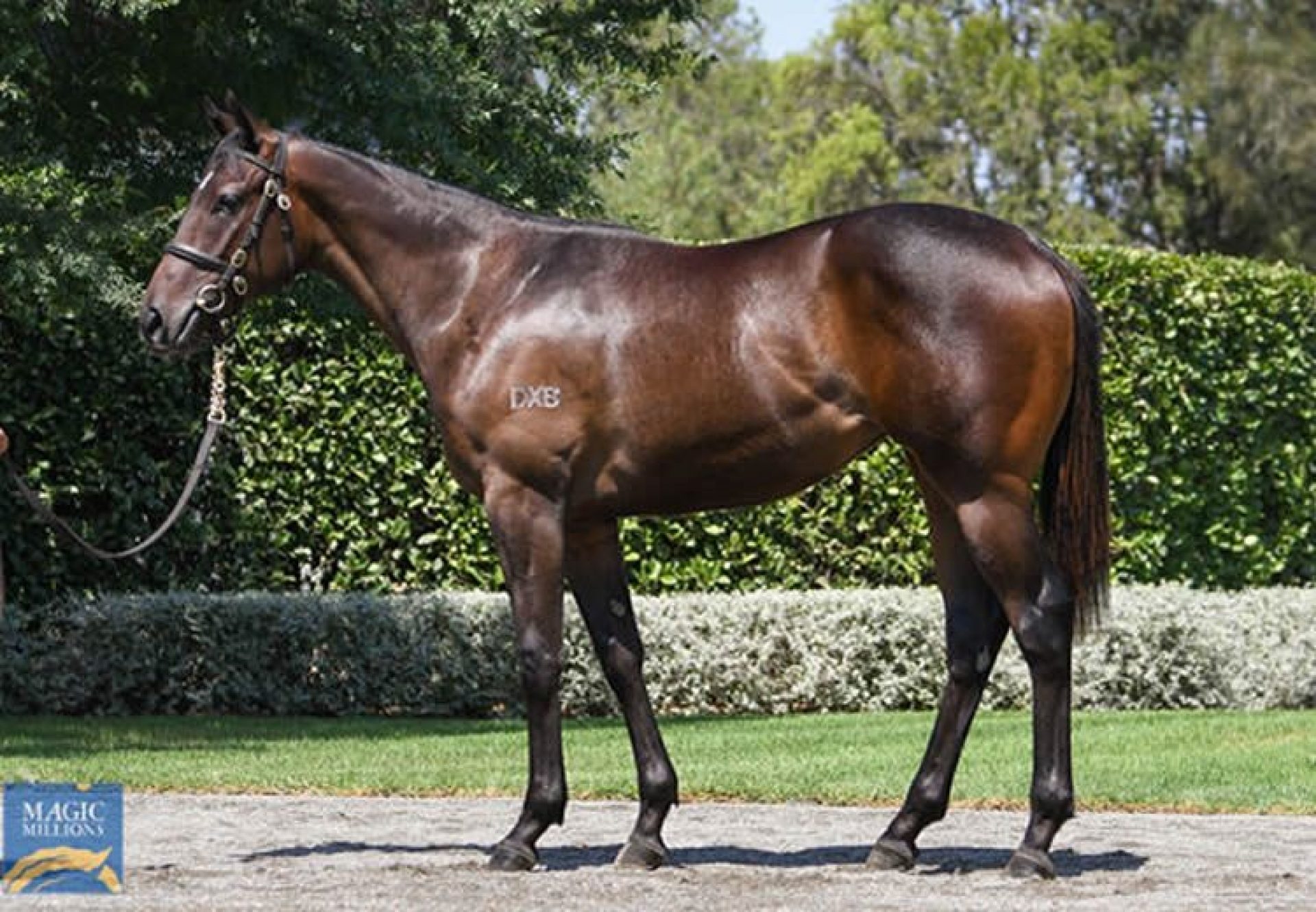 Wootton Bassett ex Maraam yearling filly conformation shot