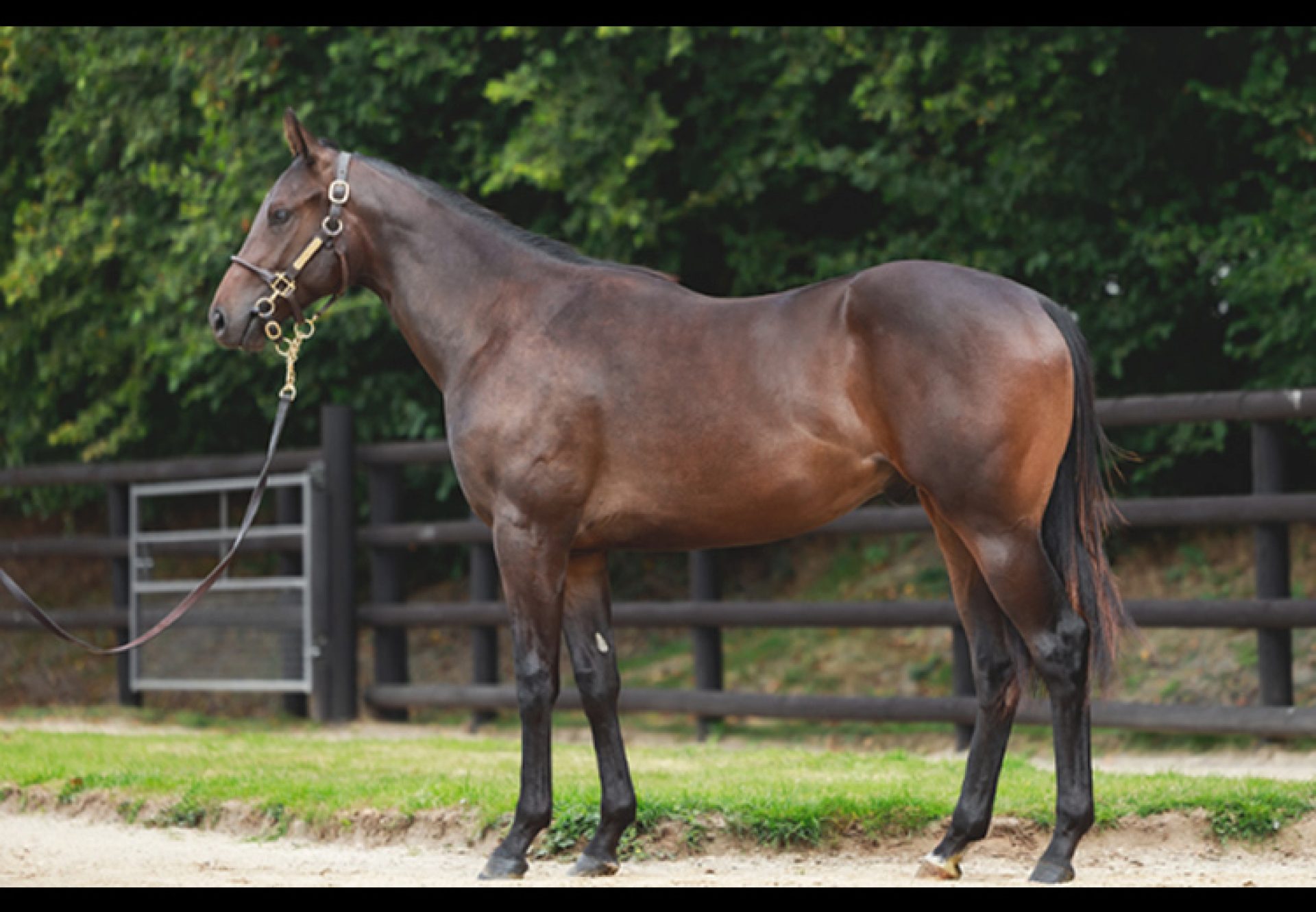 Wb X High Celebrity 750