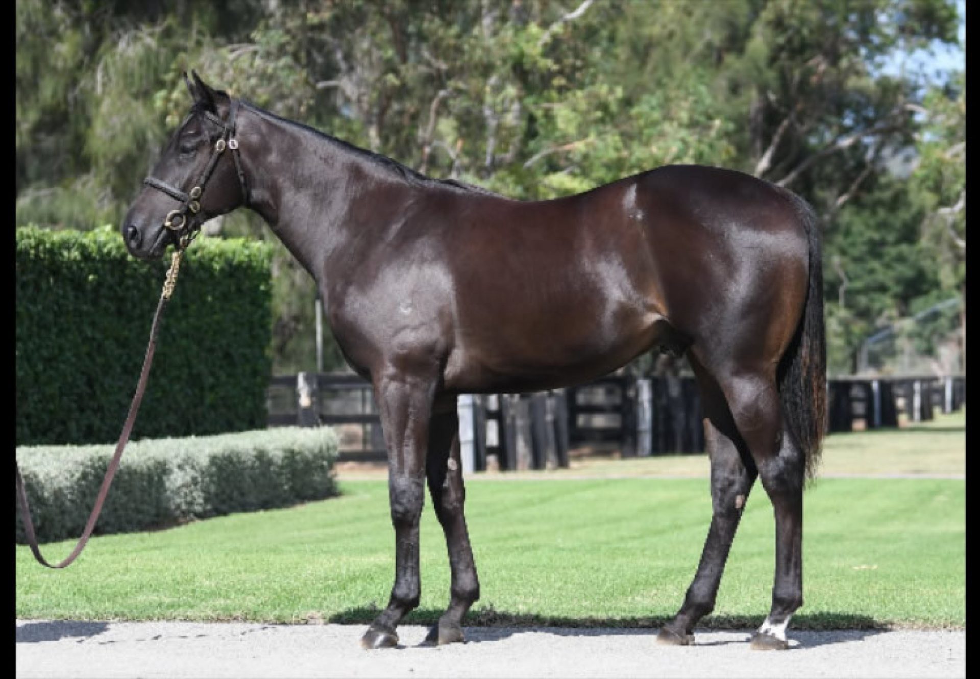 Wootton Bassett X Sunlight yearling conformation shot