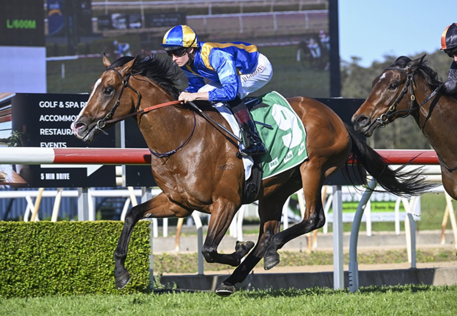 Whatalegacy (kings legacy) Wyong 750