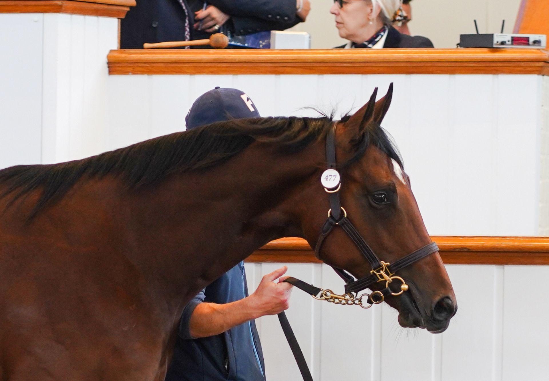 Wootton Bassett X Time Tunnel Colt Tattersalls Book 1