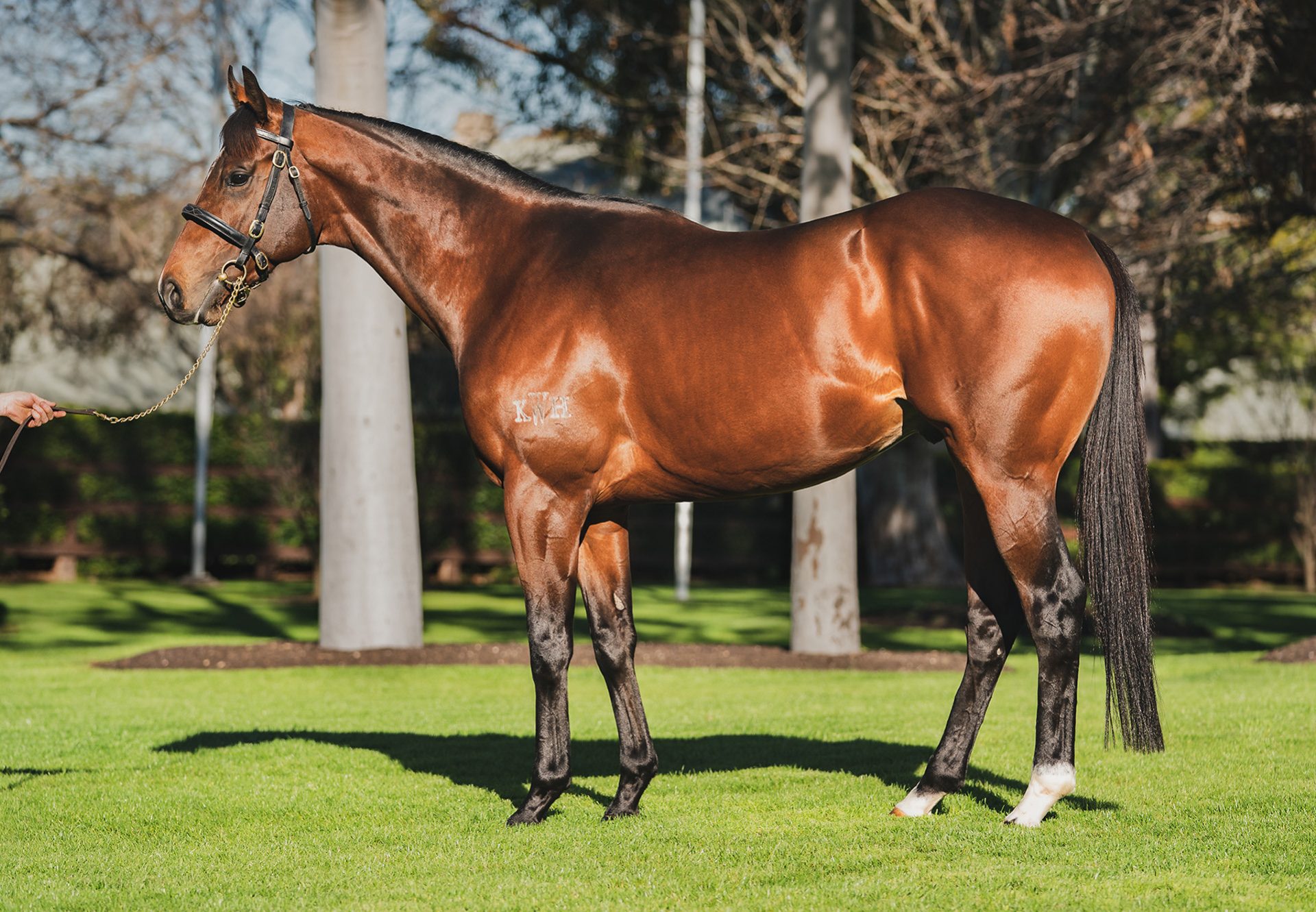 Yes Yes Yes Conformation 2020 Web