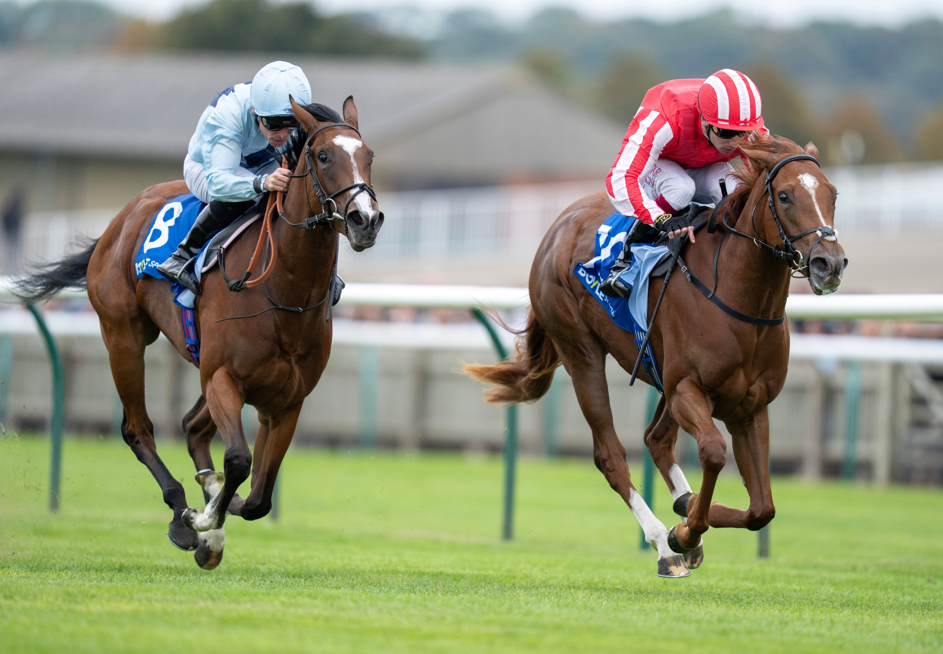 Zanthos Sioux Nation Newmarket