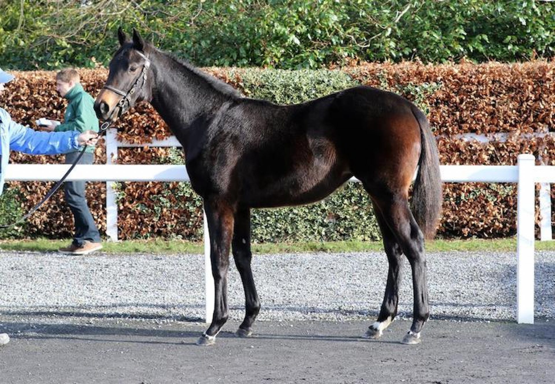 Camelot ex Stravina conformation shot