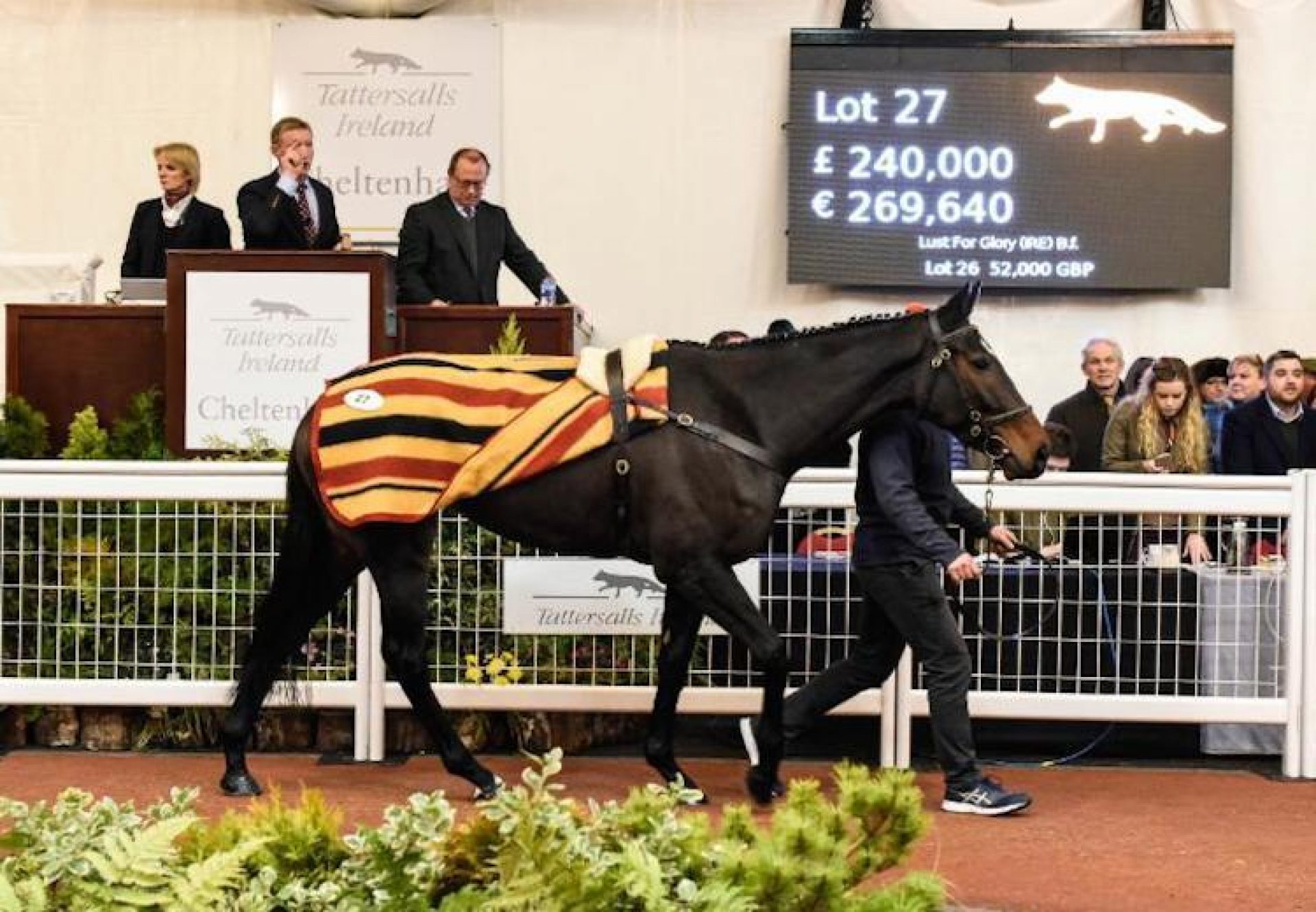 Lust For Glory (Getaway) selling for £240,000 at Cheltenham