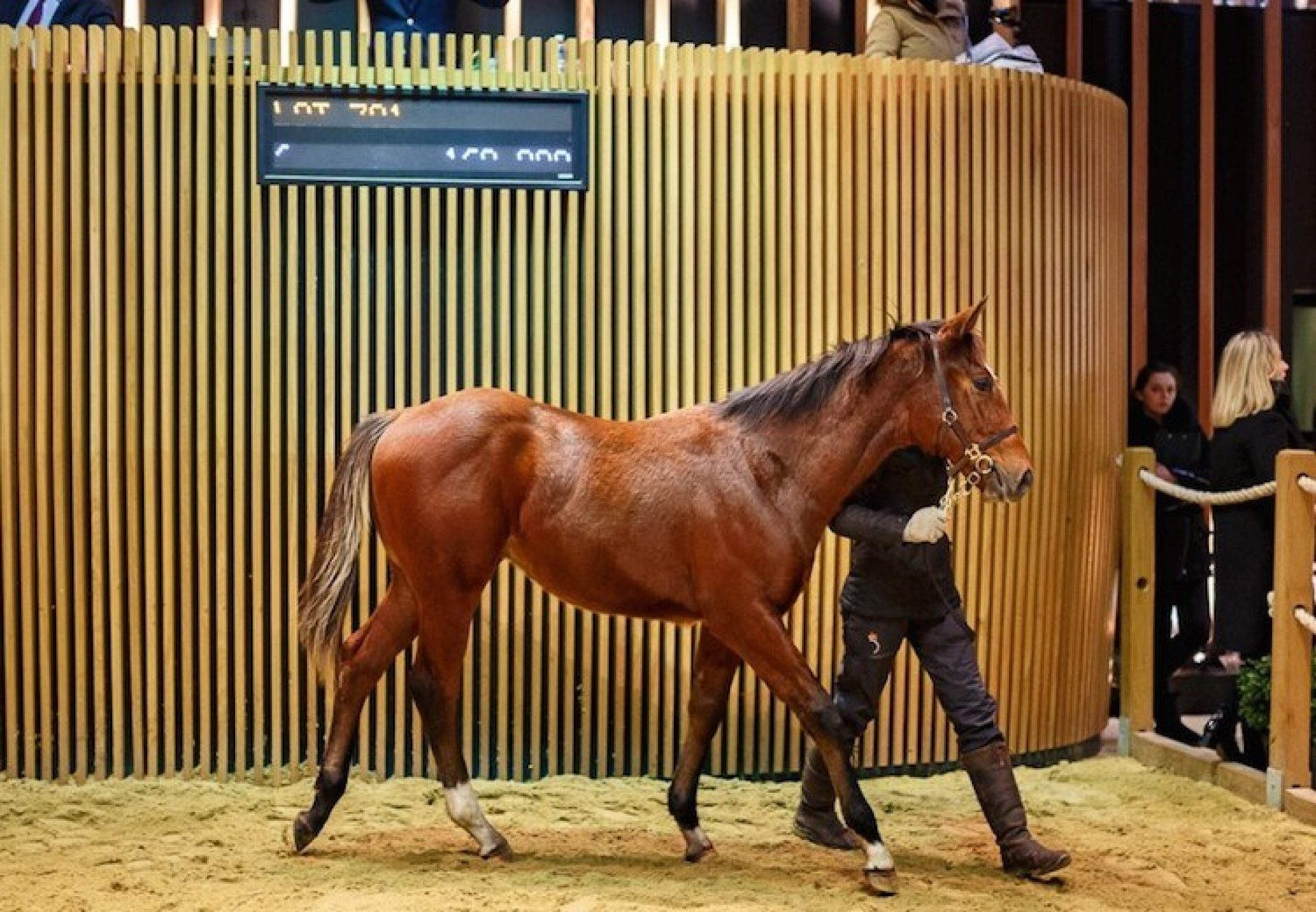 Starspangledbanner ex Torentosa colt selling for €165,000 at Arqana