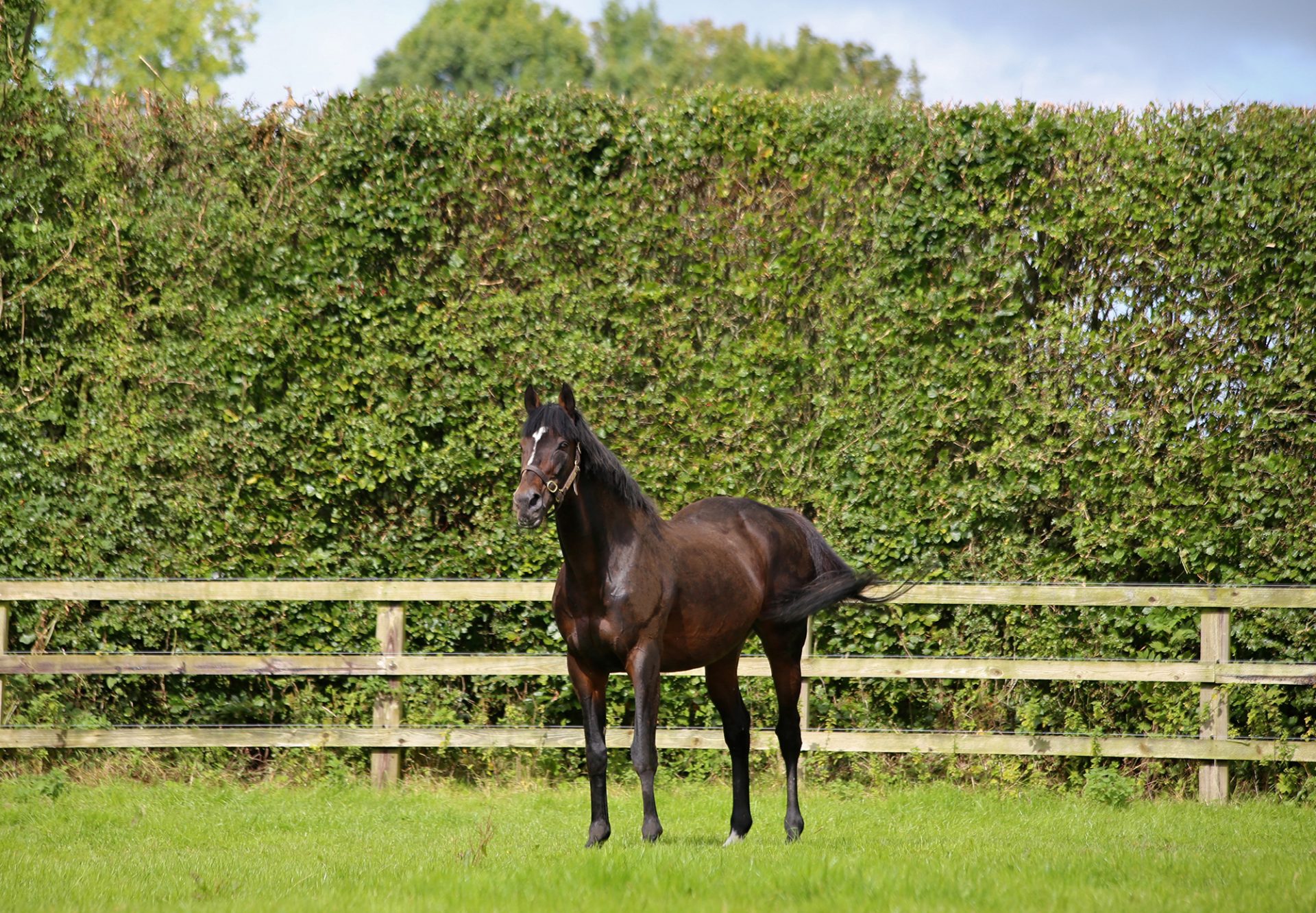 Walk In The Park Paddock Shot