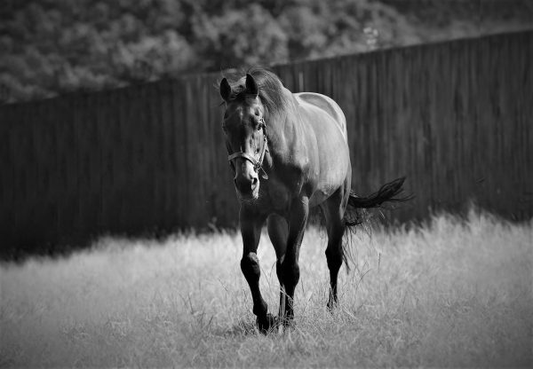 300817 Flemensfirth1 2