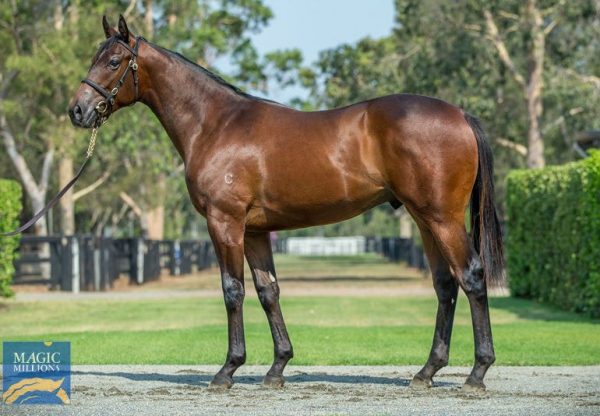 American Pharoah X Peaceful Sea Colt