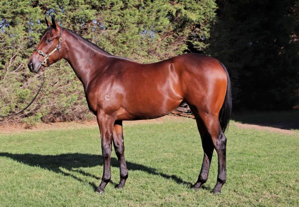 American Pharoah ex Tavarnelle yearling filly