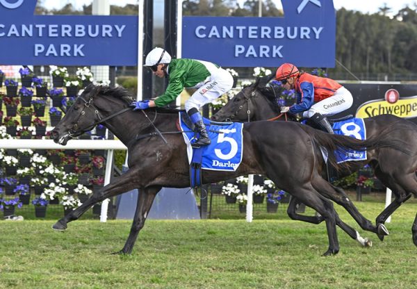 Amreekiyah (justify) Canterbury 750