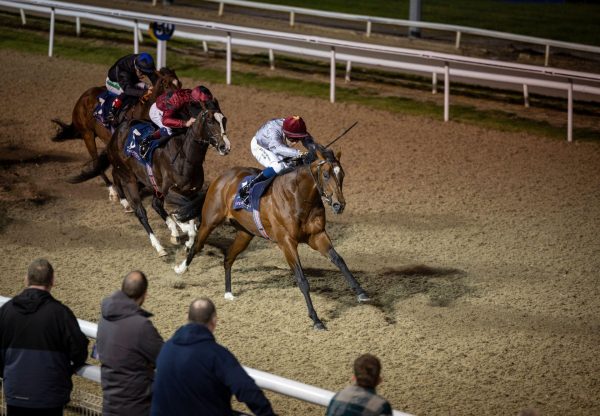 Andab Saxon Warrior Dundalk