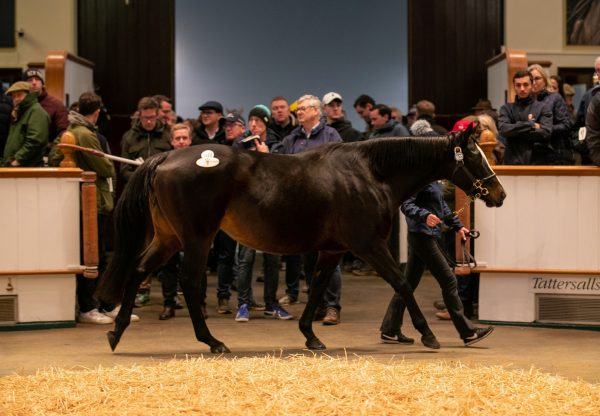 Archangel Gabriel In Foal To St Marks Basilica sells for 800,000gns at Tatts