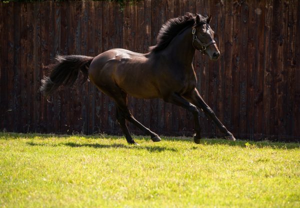 Arizona paddock shot