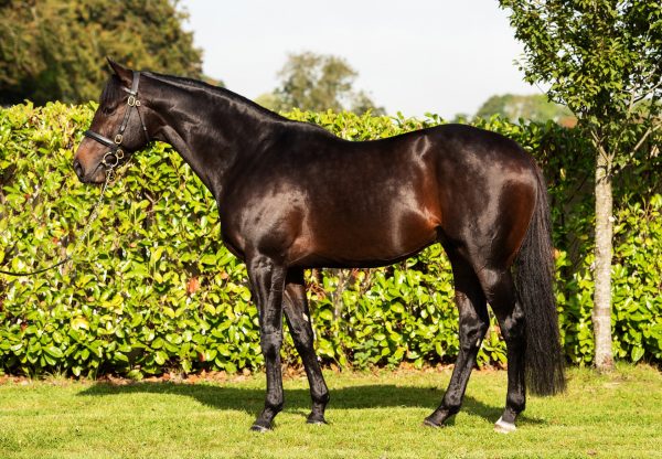 Arizona Conformation