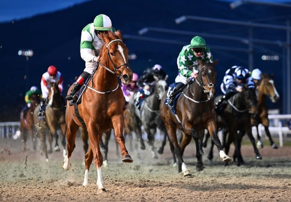 Athlumney Warrior (Saxon Warrior) Wins His Maiden At Dundalk