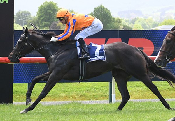 Avantaggia wootton basset