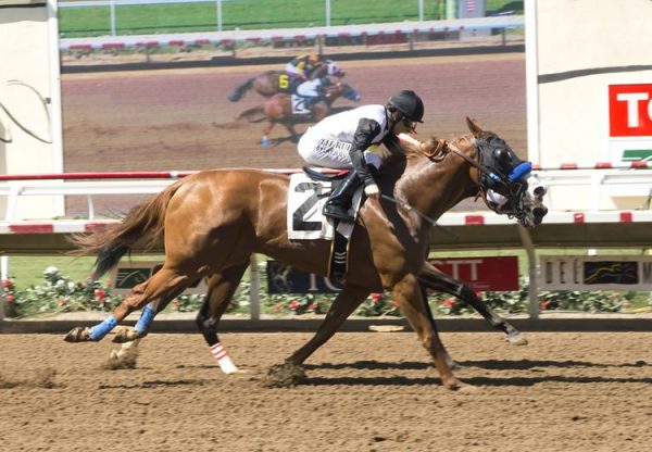 Bens Duchess (Munnings)