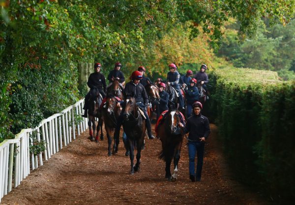 Balldyoyle Carousel 6