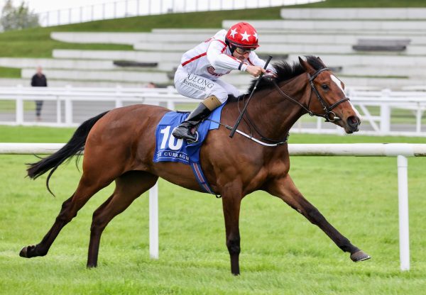 Barnavara (Calyx) Impresses On Debut At The Curragh