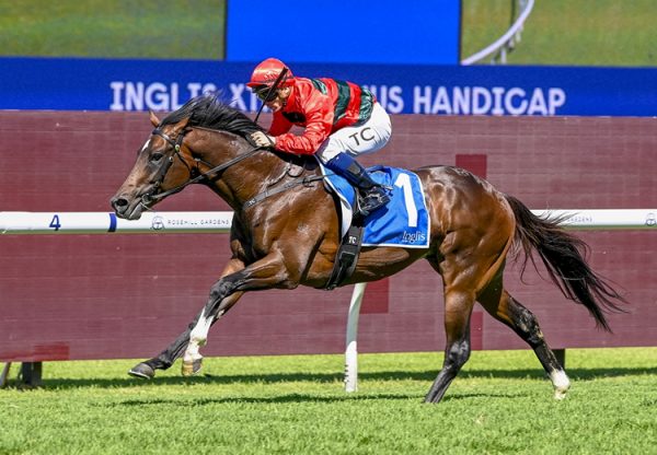 Big Tiger Rosehill 750