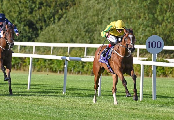 Bingo Bronson (Gleneagles) Impresses On Debut At Leopardstown