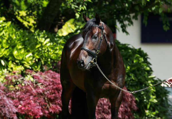 Blackbeard Head Shot