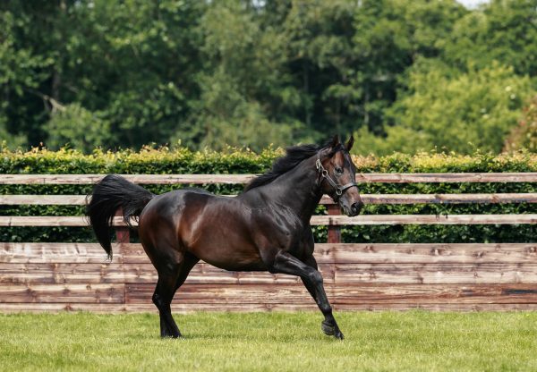 Blackbeard Paddock 4