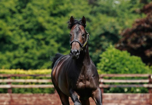 Blackbeard Paddock 6