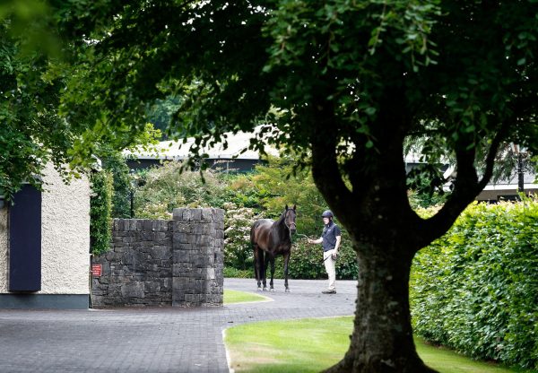 Blackbeard Stallion Yard