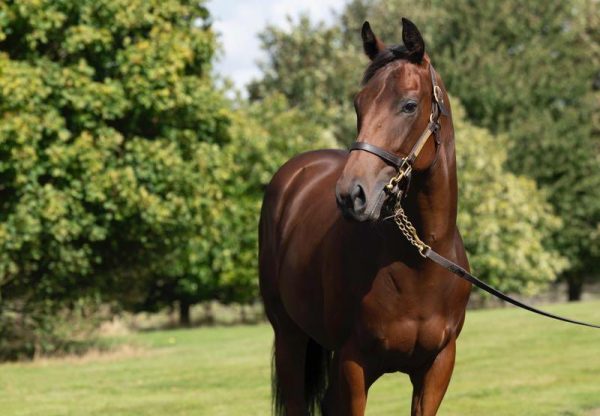 Blackbeard X Alfea Filly Tattersalls