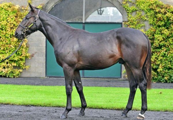 Blackbeard X Spirit Bear Colt Tattersalls Ireland