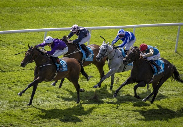 Bucanero Fuerte (wootton bassett) Curragh