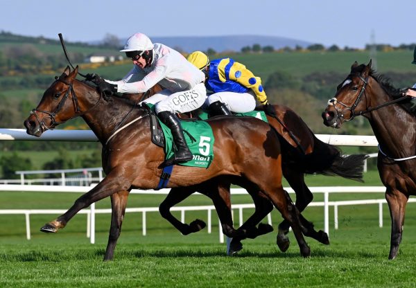 Bud Fox (walk in the park) Punchestown