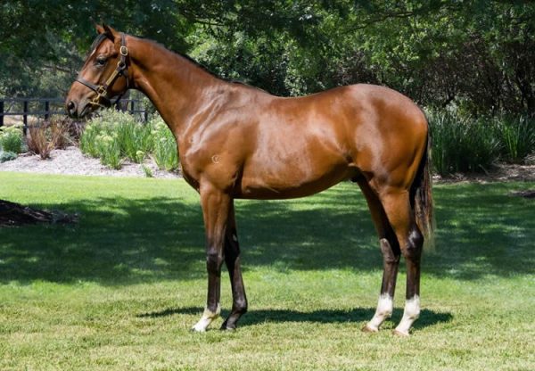 Churchill X Belle Famille yearling colt conformation shot