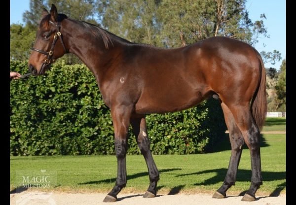 Fastnet Rock x Sweet Sanette colt