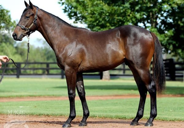Pierro ex Skates yearling colt conformation shot