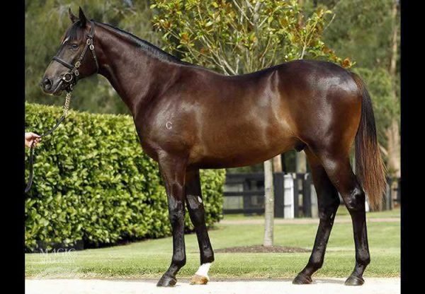 So You Think ex Danaupair Starlet yearling colt