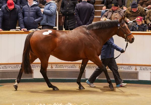 Callisto Star (Starspangledbanner) Sells For 675,000gns