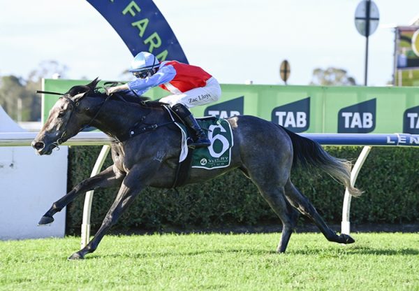 Candlewick (Pierro) Warwick Farm 750